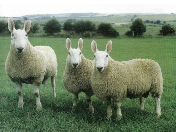 sheepdaily_twt's tweet photo. Fun fact: there is a breed of sheep that have bunny ears 🐰 (Border Leicester) https://t.co/1cdNtoHW2o