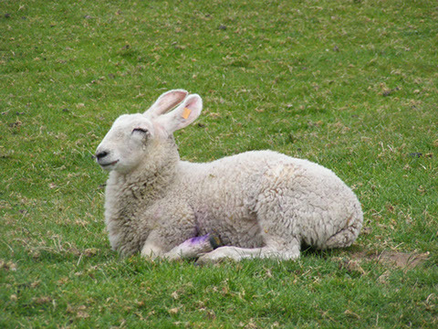 sheepdaily_twt's tweet photo. Fun fact: there is a breed of sheep that have bunny ears 🐰 (Border Leicester) https://t.co/1cdNtoHW2o