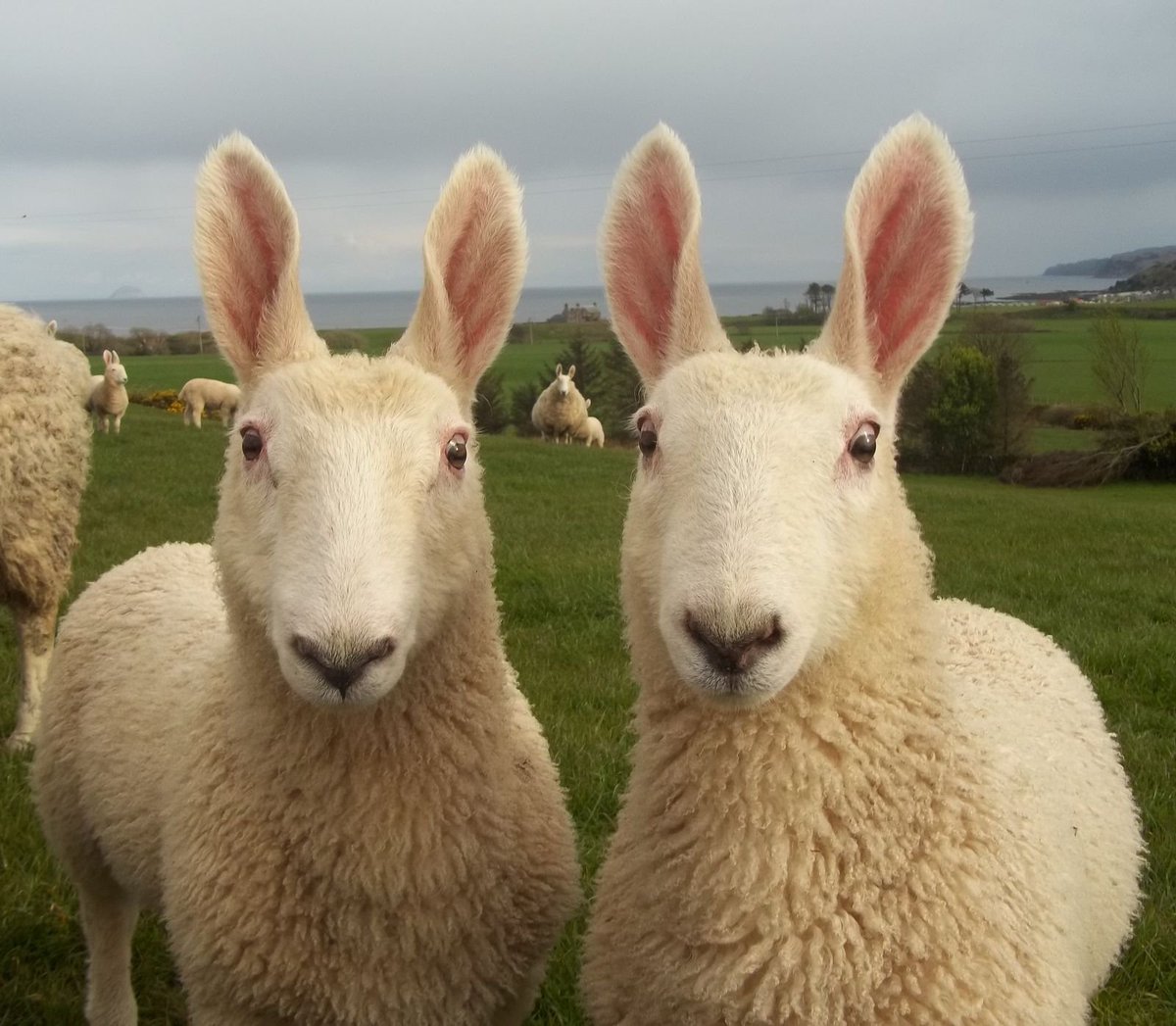 sheepdaily_twt's tweet photo. Fun fact: there is a breed of sheep that have bunny ears 🐰 (Border Leicester) https://t.co/1cdNtoHW2o