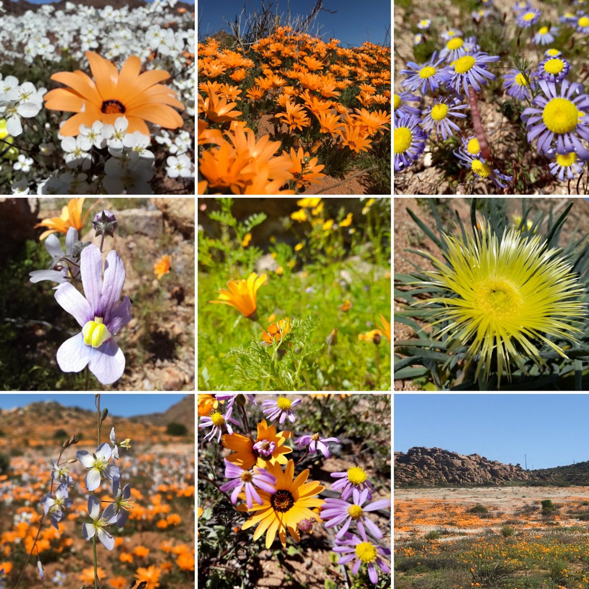 Happy 1st of September! If you are in #Namaqualand #NorthernCape enjoy the flowers. If not, make a plan to visit asap! 😉
#visitsouthafrica #experiencenortherncape