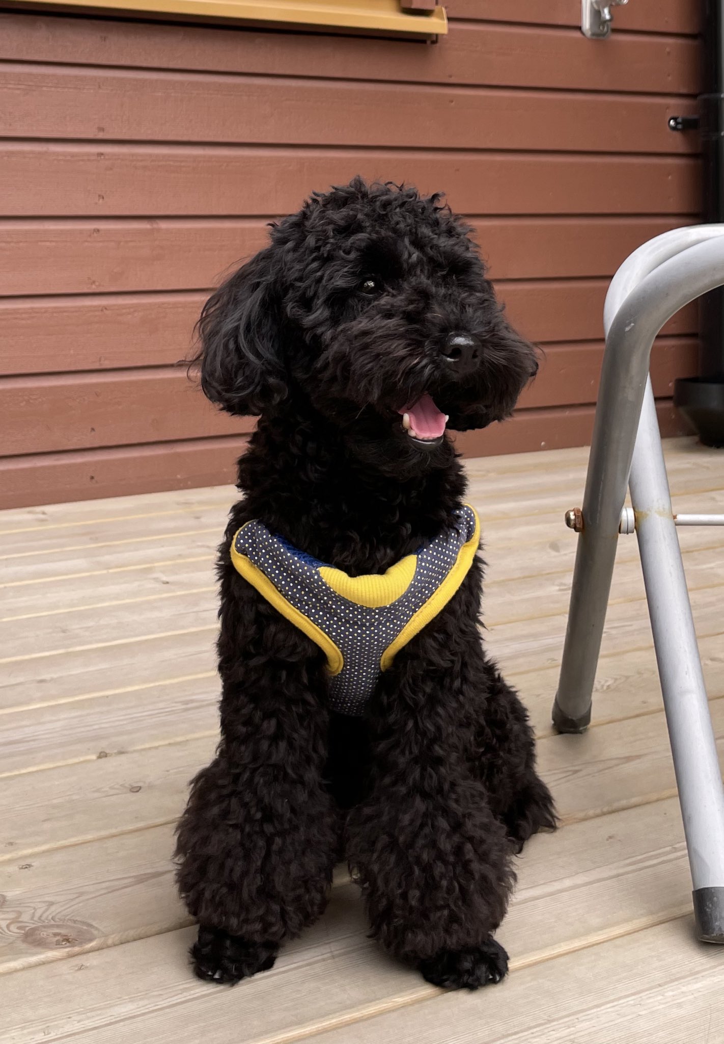 北欧トイプ Sthlmdoglife Sthlmdoglife Twitter