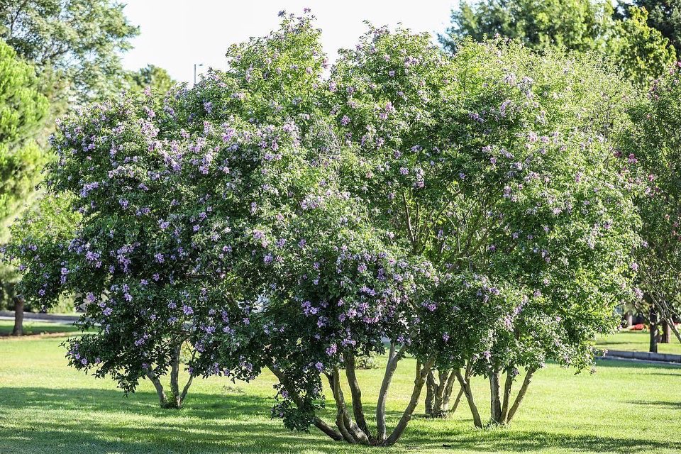 agacvepeyzajas's tweet photo. Hoş geldin Eylül! 🌸 Bugün sana hatmi ağacının güzel çiçekleriyle merhaba demek istedik. 💖
#hatmi #ağaç #peyzaj #istanbul #yeşil #flower #green https://t.co/qo39kRxywz