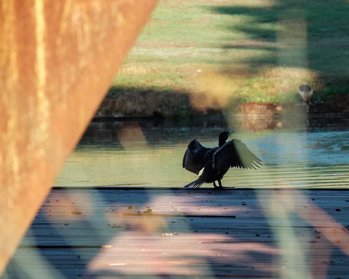 Orchestral Manoeuvres in the Park 
#BirdsOfTheBowl 🦅 

📷 <a href="/garethgpg/">Gareth Gray</a>