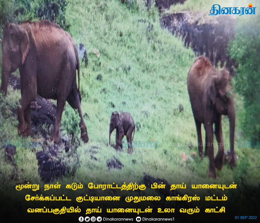 DinakaranNews's tweet photo. தாய் யானையுடன் உலா வரும் குட்டி யானை
#Mudumalai #Elephant #SmallElephant #DinakaranNews https://t.co/c4iMnepDR4