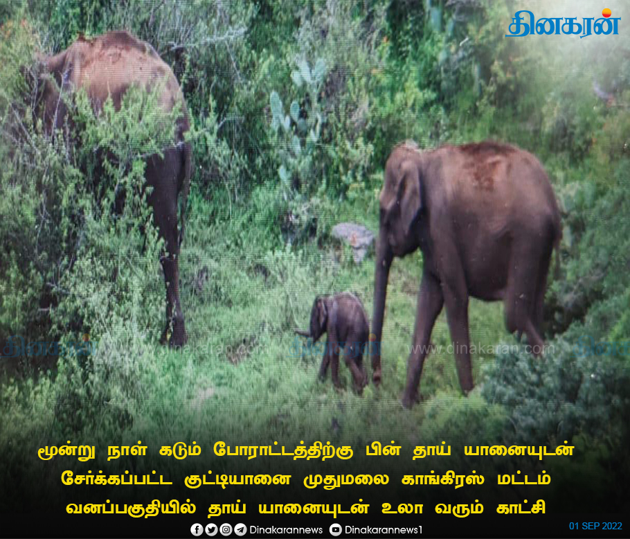 DinakaranNews's tweet photo. தாய் யானையுடன் உலா வரும் குட்டி யானை
#Mudumalai #Elephant #SmallElephant #DinakaranNews https://t.co/c4iMnepDR4
