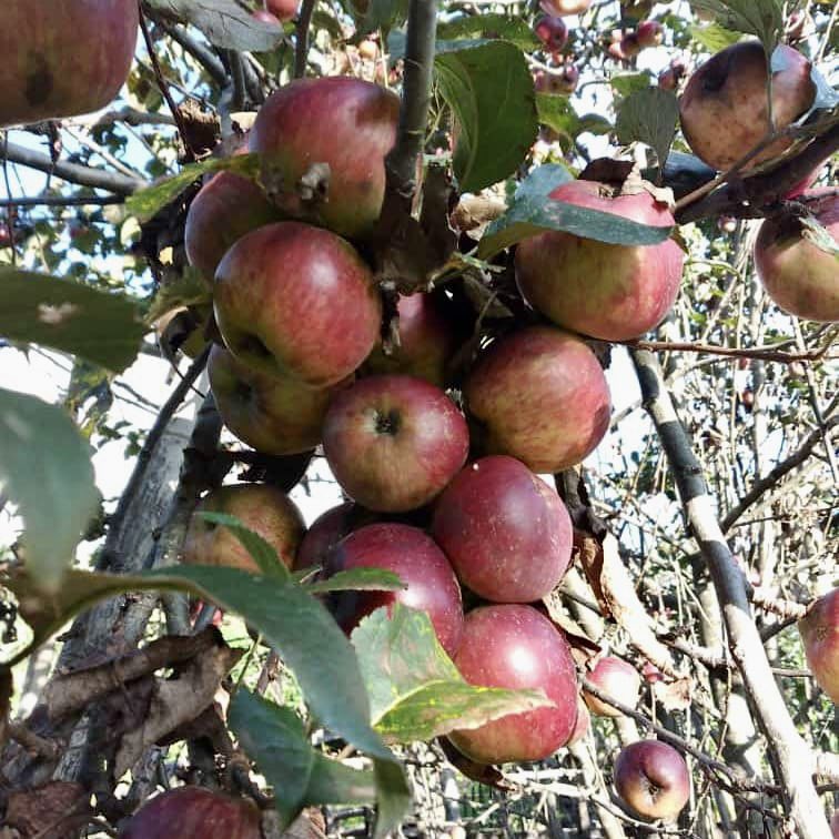 abumetha's tweet photo. If you are looking for the juiciest, crunchiest &amp; delicious #Organic #Apples - ask for #ThanamirApples from #Nagaland.

It’s pure bliss biting into them. 

Pictures courtesy Mr. Lethrethong Yim, Tourist Guide. https://t.co/2paQCoCry6