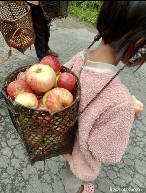 abumetha's tweet photo. If you are looking for the juiciest, crunchiest &amp; delicious #Organic #Apples - ask for #ThanamirApples from #Nagaland.

It’s pure bliss biting into them. 

Pictures courtesy Mr. Lethrethong Yim, Tourist Guide. https://t.co/2paQCoCry6