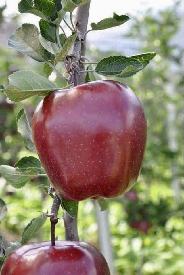 abumetha's tweet photo. If you are looking for the juiciest, crunchiest &amp; delicious #Organic #Apples - ask for #ThanamirApples from #Nagaland.

It’s pure bliss biting into them. 

Pictures courtesy Mr. Lethrethong Yim, Tourist Guide. https://t.co/2paQCoCry6