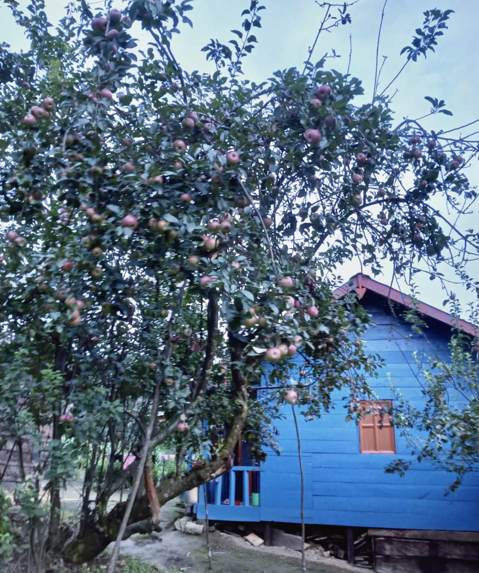 abumetha's tweet photo. If you are looking for the juiciest, crunchiest &amp; delicious #Organic #Apples - ask for #ThanamirApples from #Nagaland.

It’s pure bliss biting into them. 

Pictures courtesy Mr. Lethrethong Yim, Tourist Guide. https://t.co/2paQCoCry6
