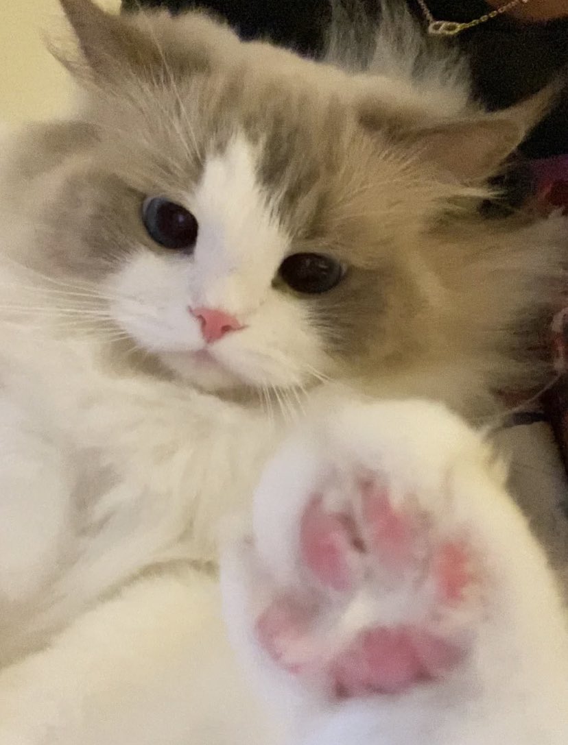 kitty paws