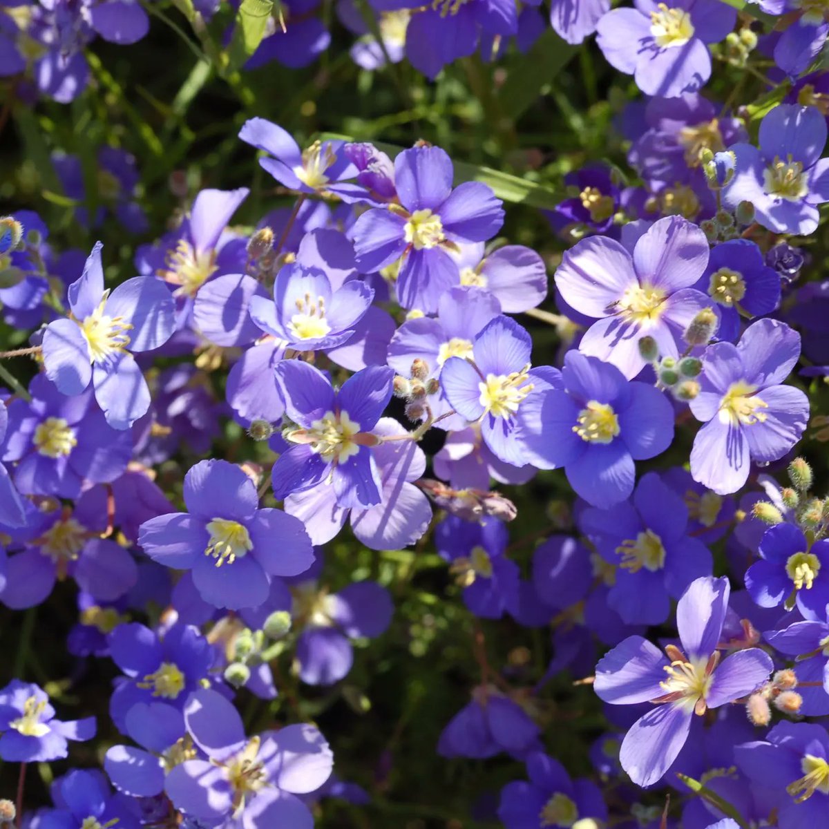 Needless to say, we only have water – the key to Darling’s blooming beauties – to thank for our charming fields. Be sure to spend Tourism Month the right way, with a road trip to see the Darling wildflowers in full bloom this spring!

#HelloDarlingZA
#tourismmonth2022