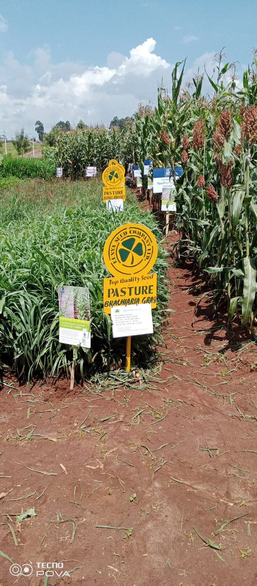 kenyaseedltd's tweet photo. Kenya Plant Health Inspectorate Service (KEPHIS) Kitale Regional Office Field Day. Come learn and get expertise information on our products today. https://t.co/8ruxNfoYy7