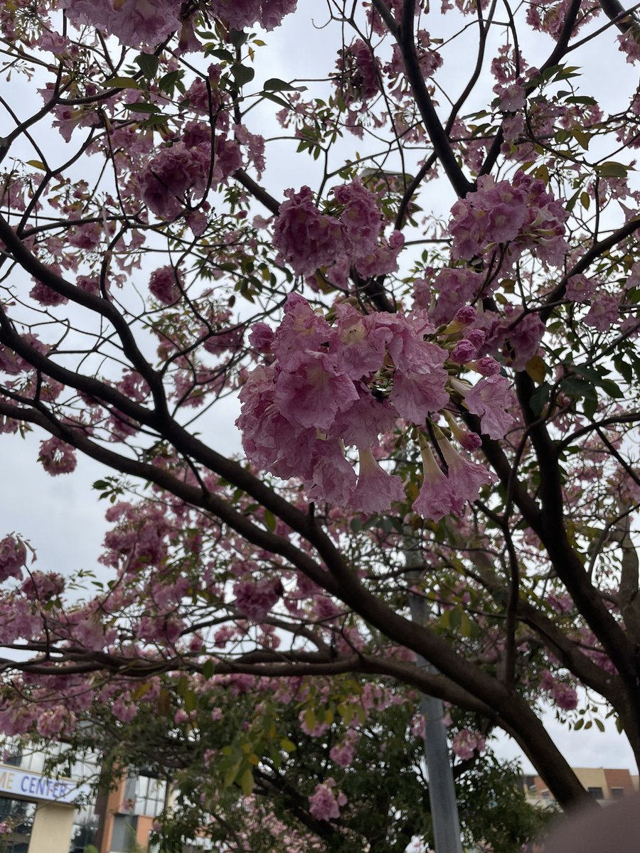 MKayisire's tweet photo. Is this the tropical version of the Cherry Blossom 🌸 tree? 🥰🇷🇼 
📸 CHIC parking https://t.co/BOg4QBfang