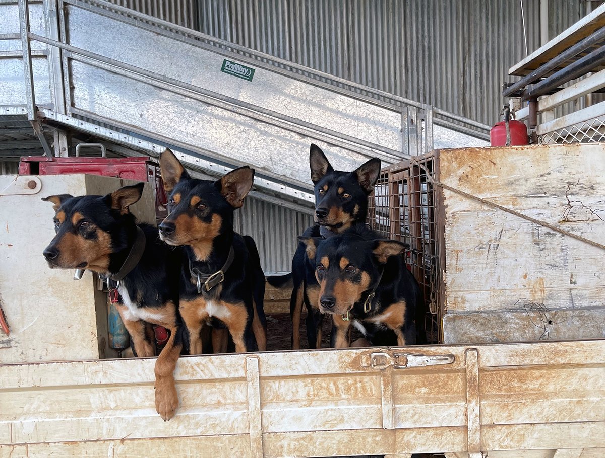 OzDogLover's tweet photo. The competition is heating up in the 2022 #workingdogs #CobberChallenge Team Relay!

Together the four #Kelpies from the leading team have clocked up 394 kilometres over the first 10 days of the competition! 🐕🐑🐾
It's neck and neck for second place! 👏
https://t.co/VVuHSzRIDo https://t.co/EiRhGIwXcW