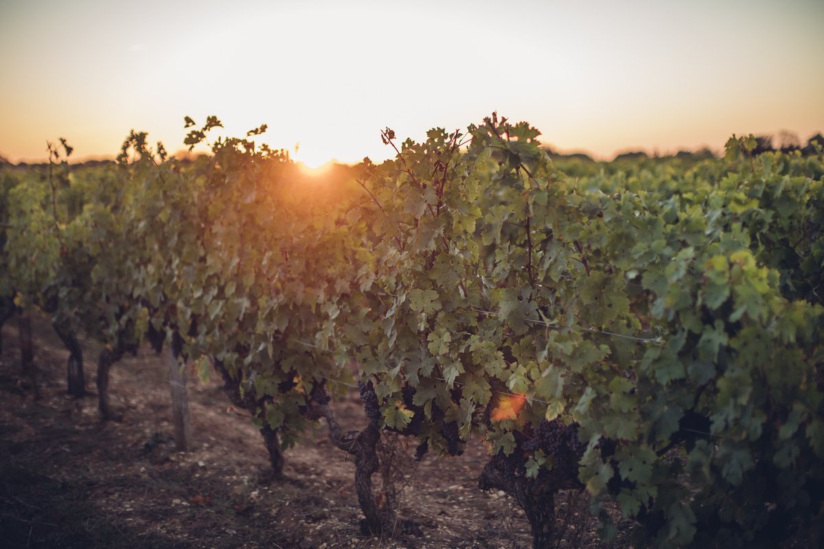 Coop_Unire's tweet photo. 🍇🍇🍇 Nos vendanges ont commencé cette semaine avec nos jeunes vignes de Chardonnay et des vignes de Merlot dédiées à l'élaboration de notre Pineau des Charentes...
A suivre...
#ilederé #PineaudesCharentes https://t.co/TIwVA1g9Ld