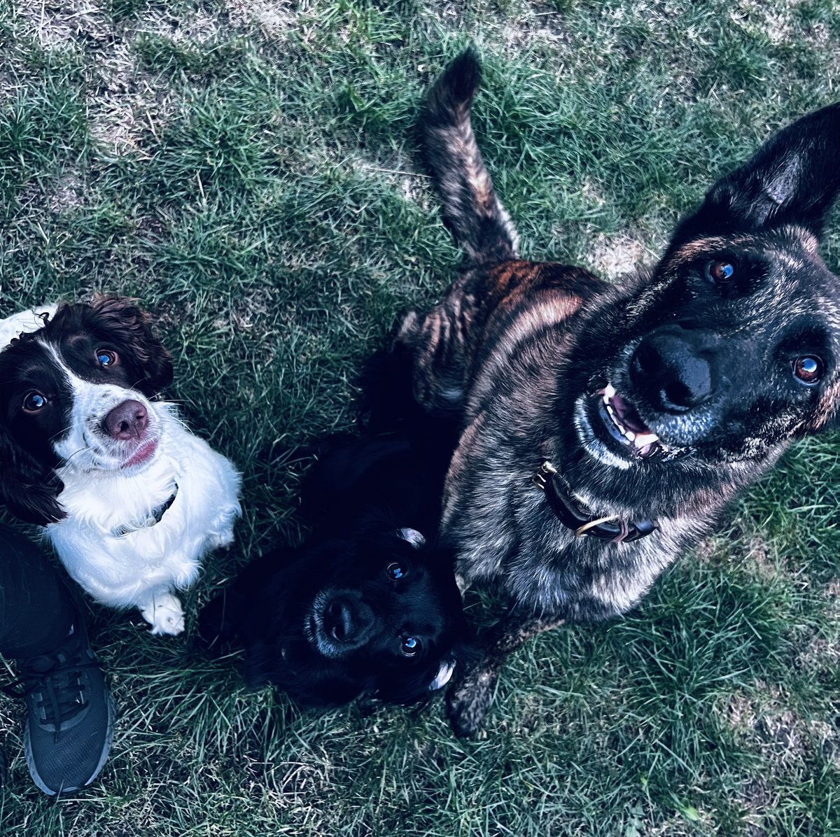 Canine Detection Solutions tweet media