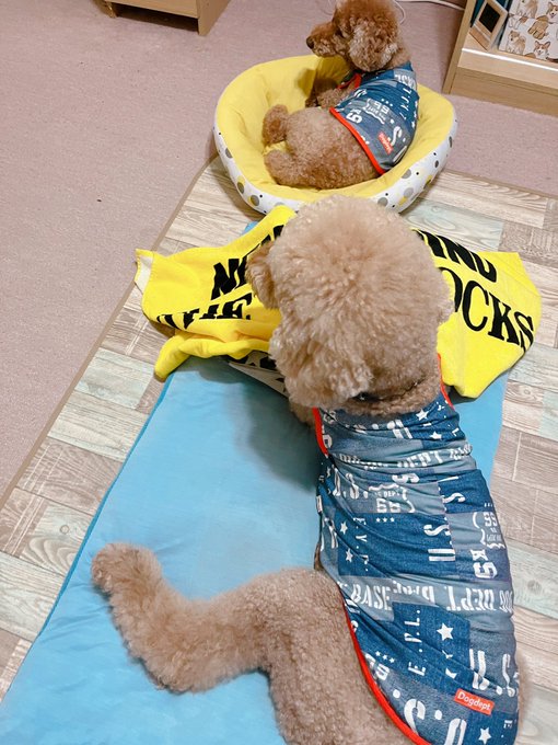 兄さんと縦列駐車したり、義姉さんと並んで寝たりしてるでかい弟。 