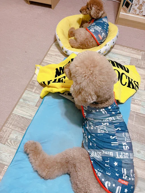 兄さんと縦列駐車したり、義姉さんと並んで寝たりしてるでかい弟。 