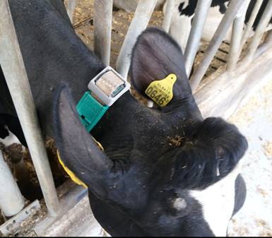 1/2 A new #preprint #OpenScience #PeerReview by <a href="/PCI_AnimSci/">PCI Animal Science @pci-animsci.bsky.social</a>: Adriaens et al <a href="/InesAdriaens/">Ines Adriaens</a> <a href="/mpastell/">Matti Pastell</a> <a href="/EstherEllen80/">Esther Ellen</a> <a href="/WUR/">Wageningen U&R</a> @LukeFinlandInt. Detecting dairy cows' lying behaviour using noisy 3D ultra-wide band positioning data. doi.org/10.5281/zenodo…