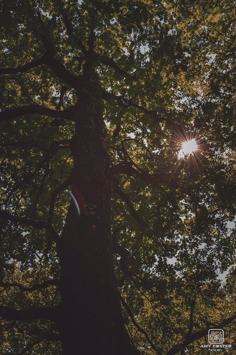 amyfoster_photo's tweet photo. Looking up into the tree tops 🌿🌳

📸 Nikon D5600
✍️ Adobe Lightroom

#photography #photographer #Nikon #nikonphotography #nikoneurope #nikonownermagazine #nikond5600 #adobe #adobelightroom #photooftheday #photographersoftwitter #forest #woodland #Outdoors #nature #green #trees https://t.co/nCufy1UpY3