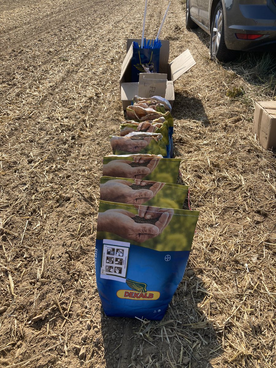 TVoiret's tweet photo. Semis du 2eme essais #colza @DEKALB_FR en Hauts de France hier : de la terre fine ✅, des pailles bien réparties ✅, un semis bien positionné au monograine ✅ Il nous manque la pluie 🌧 🆘 @terresinovia https://t.co/FbhyNBeLD1