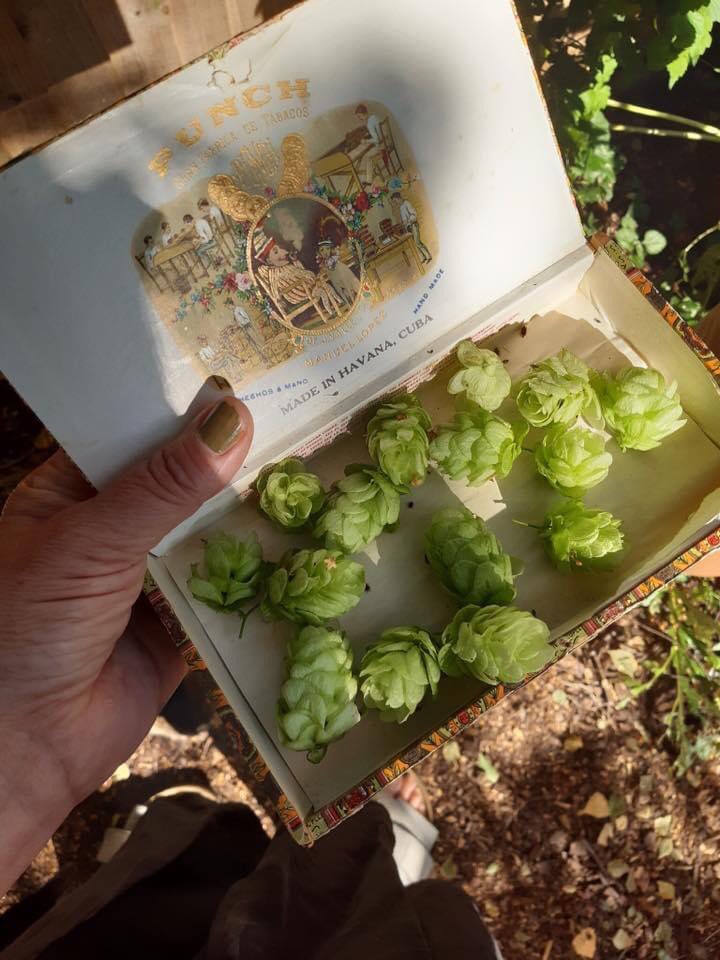 Excited for Thurs, as hop growers reunite, adorned with our hops and yield-appropriate hop cone vessels. Gotta love the weigh-in . <a href="/OllyHatch/">Olly Hatch Esq,.</a> @Natlippiett <a href="/DugardDaughters/">Dugard and Daughters</a> <a href="/DaveClarkTV/">Dave Clark</a> <a href="/AnnBodkin/">Ann Bodkin</a> @SaraEustace <a href="/longersby/">Ben Longman</a> <a href="/GreenCChampion/">Sue Sheehan</a> <a href="/StevieRussell/">Stevie Russell (she/her)</a> <a href="/TimGoffe/">Tim Goffe</a> <a href="/IbenLaCour/">iben</a>