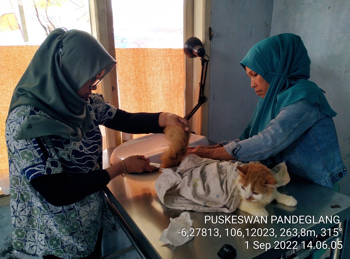 dpkppandeglang's tweet photo. Giat UPT PUSKESWAN PANDEGLANG: Pelayanan kesehatan hewan di Puskeswan Dinas Pertanian dan Ketentuan Pangan #DPKP Kabupaten Pandeglang Kamis 1 September 2022

Layanan #CallCenter 0877-7335-7422

Tksh sudah berkunjung ke PUSKESWAN PANDEGLANG

CC @irnadim99 @nasirdistan @uun05129643 https://t.co/ldnge9tuxX