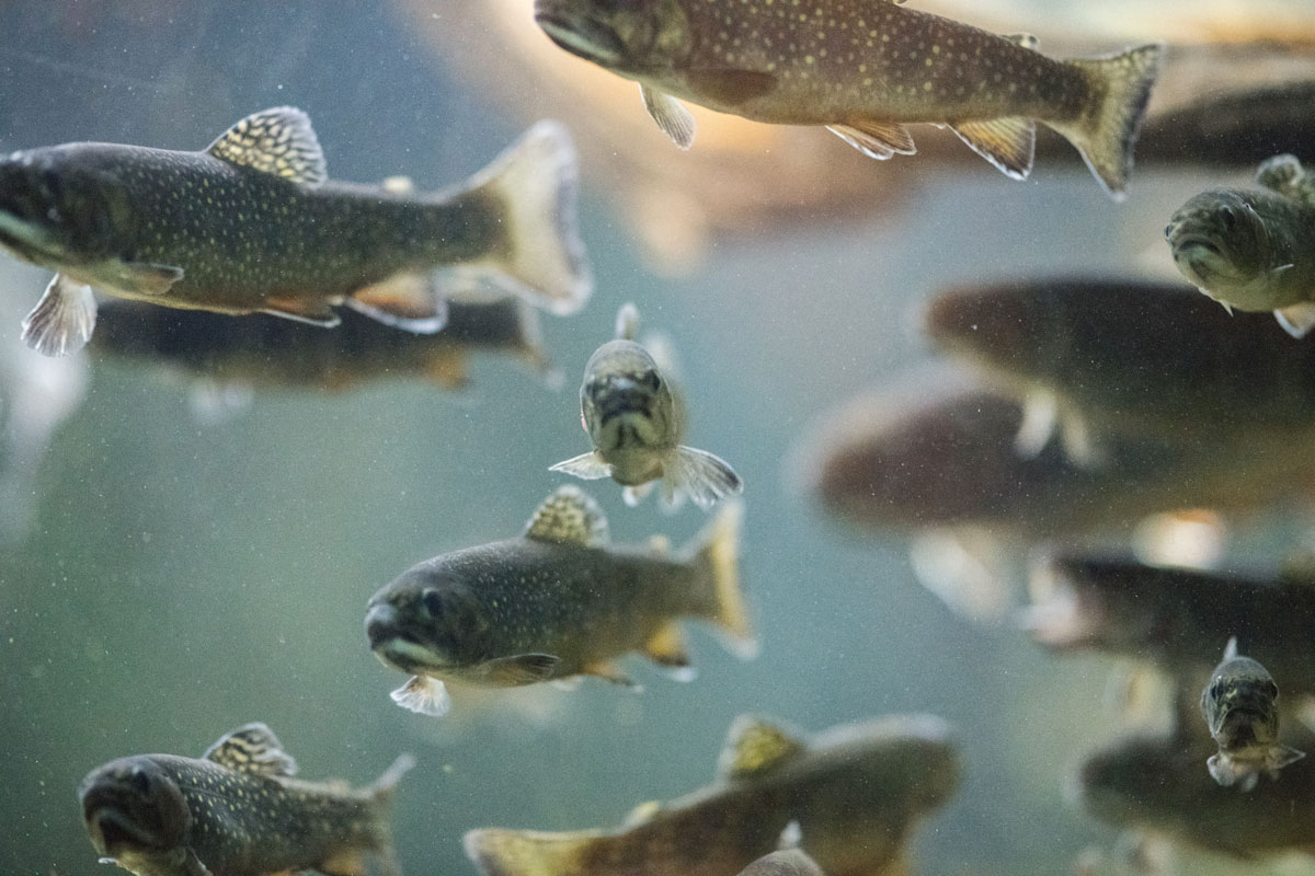 forskningsradet's tweet photo. Nye Forskerprosjekt-resultater: 217 millioner kroner til 21 prosjekter som vil gi verdifull kunnskap for bedre fiskehelse og en mer bærekraftig næring  👉https://t.co/ejACvL7XzW https://t.co/qcyFFPwJvK