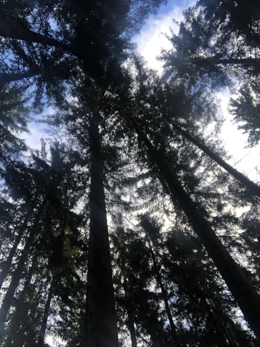 chruggeriTg2's tweet photo. #forestadipramosio #timau #carnia #FVG la tempesta #Vaia ha colpito duramente il mio bosco del cuore…💚 ma la sua magnificenza è intatta #BreathoftheWild #breath qui si respira bellezza e vita https://t.co/bBgCpDohEW