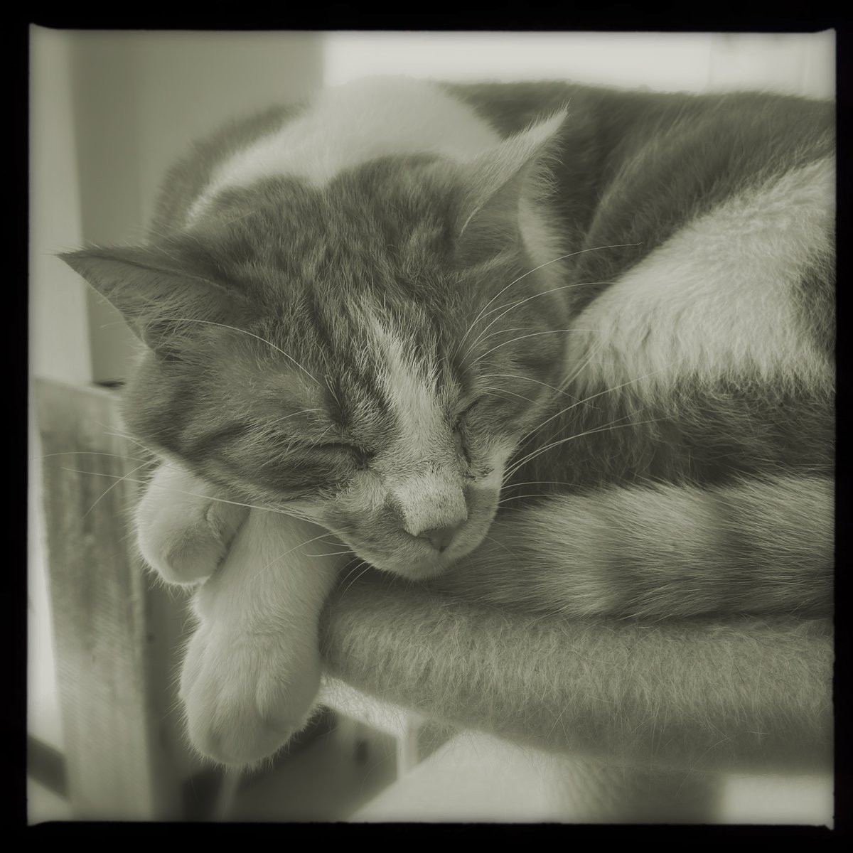 obi_wan_eclipse's tweet photo. #猫式 #cat #ShotoniPhone #Hipstamatic #Chivas #Claunch72 https://t.co/u9YloZubrf