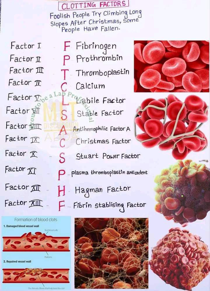 Clotting Factors h/t <a href="/medtechlyfe/">Ate Medtech 🤓🧑‍🔬</a>