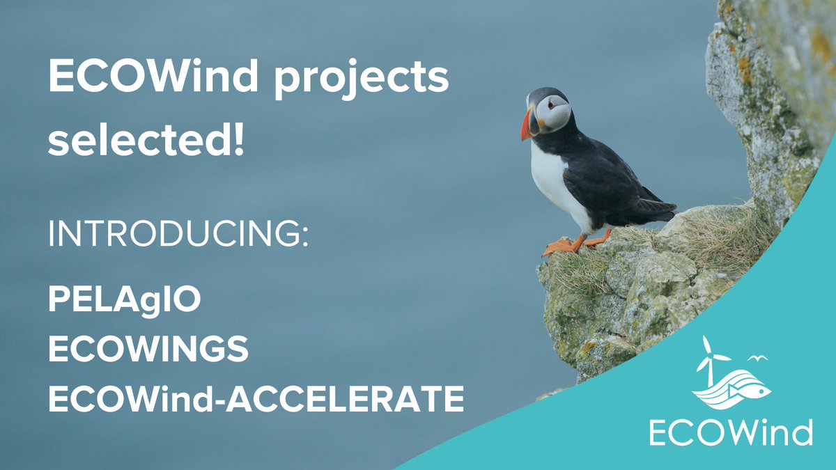 HowellMarineCo's tweet photo. As #ECOWind Champions, we're excited to get started with the 3 successful @ECOWind_UK projects, to deliver science for policy that will support #OffshoreWind #NetZero and help protect the #marine #environment
https://t.co/WSMwPfksqd https://t.co/Xm7cuAVMgQ
