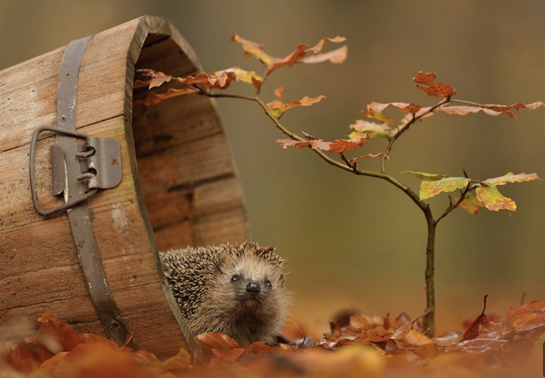 Happy Autumn!