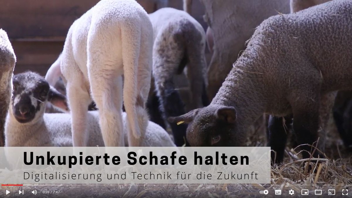 fiblorg's tweet photo. Der Netzwerkbetrieb #Schäferei Pieper und das Tierwohl-Kompetenzzentrum Schaf zeigen in einem Video wie Digitalisierung und Technik für eine zukunftsfähige Schafhaltung aussehen kann. https://t.co/l5M7HxzrcH #BMEL #BLE #Bundesprogramm #LLH @jlugiessen https://t.co/HpPABH9pWT