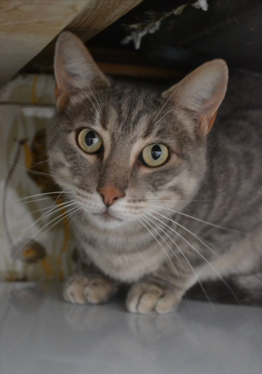 adallalonga's tweet photo. SOS 🆘 sa maman est décédée 
Il était nourri et restait dans le jardin La maison va être vendue
Une dame l’a recueilli mais à Paris dans un studio
Elle a un chat exclusif qui n’apprécie pas sa présence 
Il est cloîtré dans un coin le pauvre 
Qui peut offrir un foyer à Voyou? https://t.co/MJlP108RBx