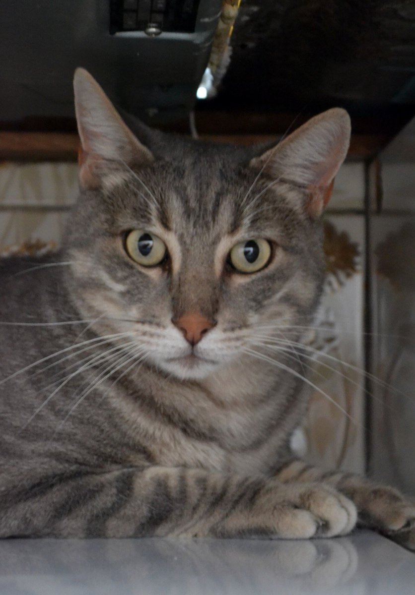 adallalonga's tweet photo. SOS 🆘 sa maman est décédée 
Il était nourri et restait dans le jardin La maison va être vendue
Une dame l’a recueilli mais à Paris dans un studio
Elle a un chat exclusif qui n’apprécie pas sa présence 
Il est cloîtré dans un coin le pauvre 
Qui peut offrir un foyer à Voyou? https://t.co/MJlP108RBx