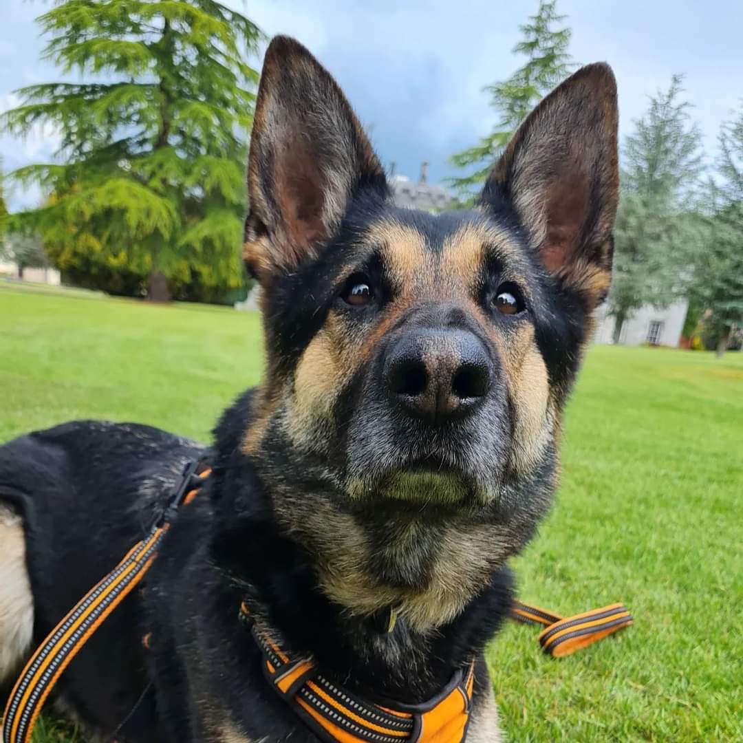 Heropawsuk's tweet photo. Ex HMPS dog Trudy,aka Trudy scrumptious, is still hanging out at Hero Paws @jaimegarner20's house. She loves it there, but we do need to find her a forever home of her own. Quiet, calm, active, experienced home where she can continue her learning 🐾🐕‍🦺
Hprehoming@outlook.com ⬅️👌 https://t.co/c1OXOKhUzw