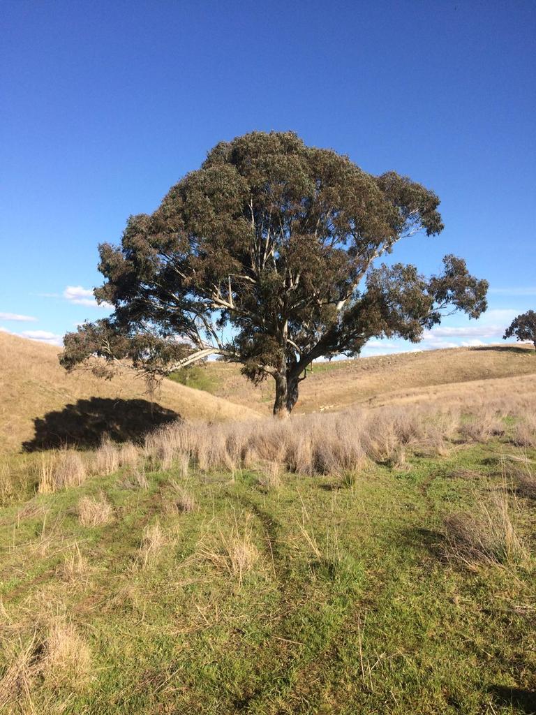 lisalobry's tweet photo. #isolatedtrees in paddocks are vulnerable but also serve as habitat for many organisms. Including #ants #birds #insects #bats @arborsmarty @birdandbatlife https://t.co/q6XSfs4PNw