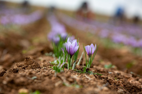 DOP Azafrán de La Mancha tweet media