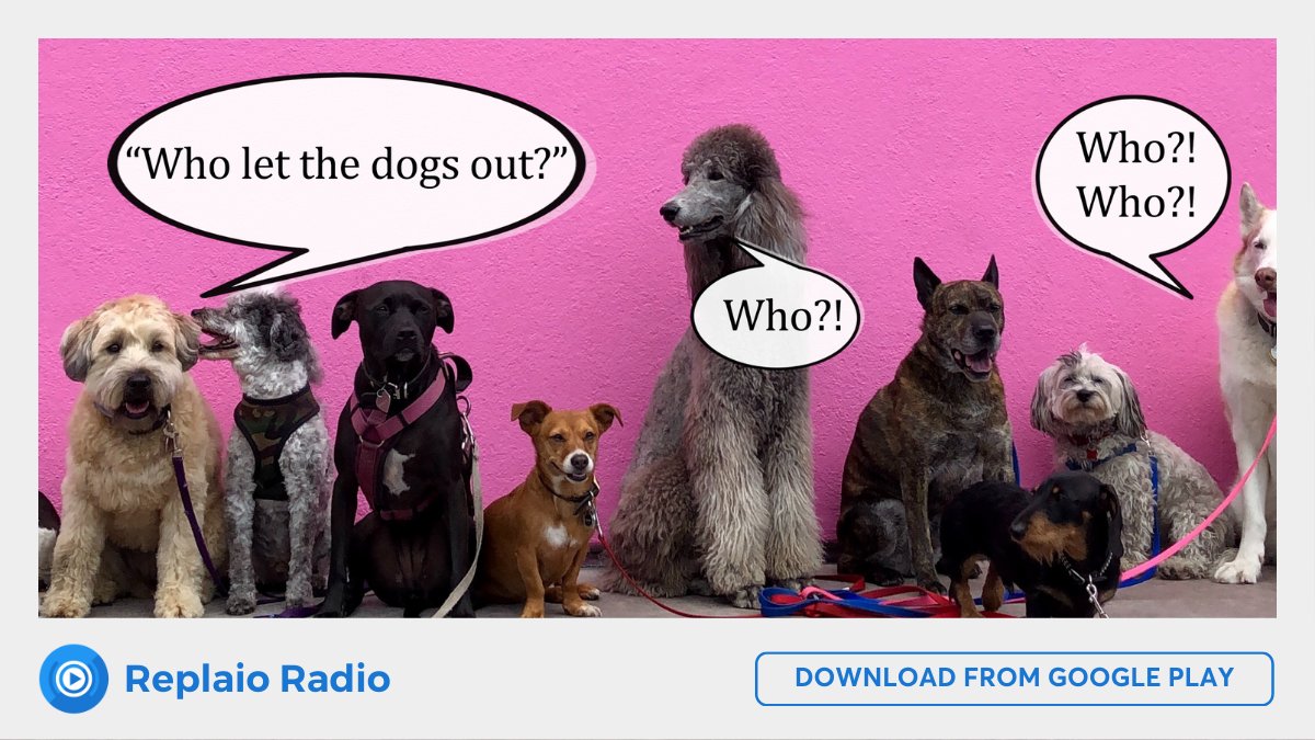 Hey there! Don't you miss your favourite songs from when you were younger? You can always be surprised by the "new-old" song when you listen to the radio. The radio is live! 📻
P.S. "Who let the dogs out"?
Download from here: play.google.com/store/apps/det…
#googleplay #radioapp