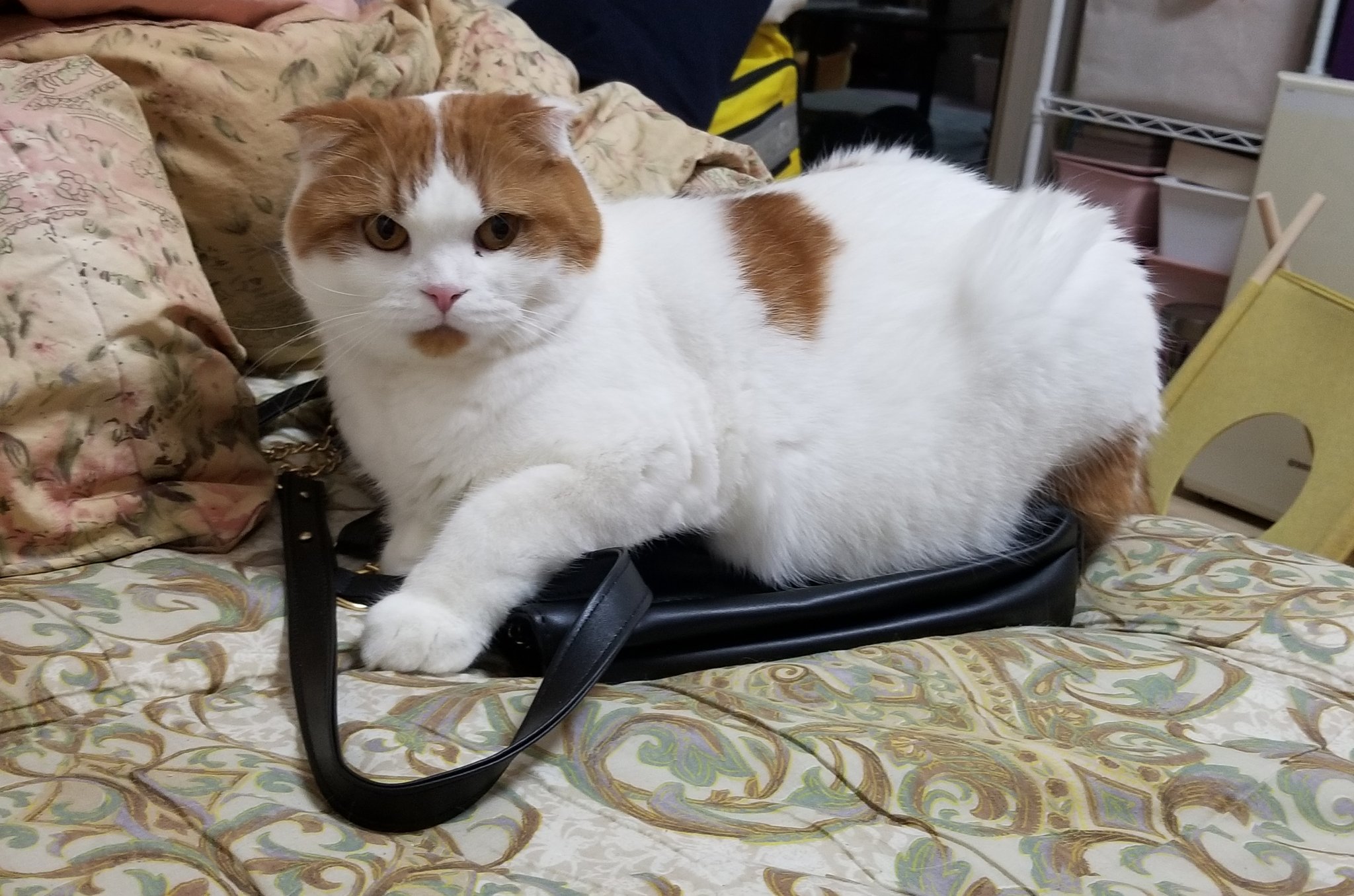 アメリカ購入ねこクリスマス猫サロペットあちゃちゅむムチャチャS