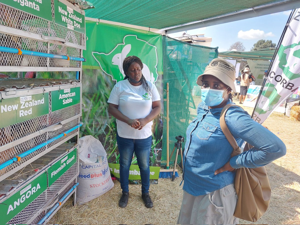 RabbitZimbabwe's tweet photo. It's day 4 @zimagricsociety #HarareAgricShow2022.  You are all welcome. 
#zicorba #letsmakezicorbagreat #rabbitfarming #healthymeat https://t.co/BukajmjGnn