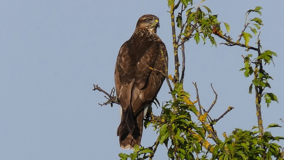 kupac1's tweet photo. A big bad Common Buzzard (Buteo buteo) looking pissed. Actually, they always look like that. π #birdinghungary #birdsseenin2022 #hawks #raptors #birdsofprey #birdswithtalons https://t.co/iHIZVBzVnB