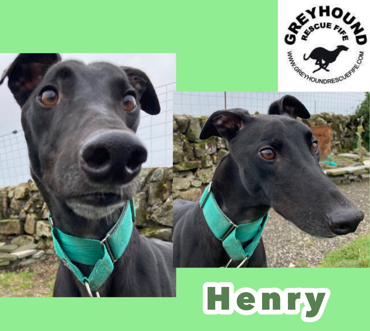 3 yr old Henry is still waiting for his #FureverHome Do you have room on your sofa & in your heart for this handsome boy? A fun lad who loves #walkies & playing with his toys. Interested, call Celia on 07826 244765 #AdoptDontShop #GreyhoundsMakeGreatPets #RescueGreyhound 🐾🐶🤞🏽💚