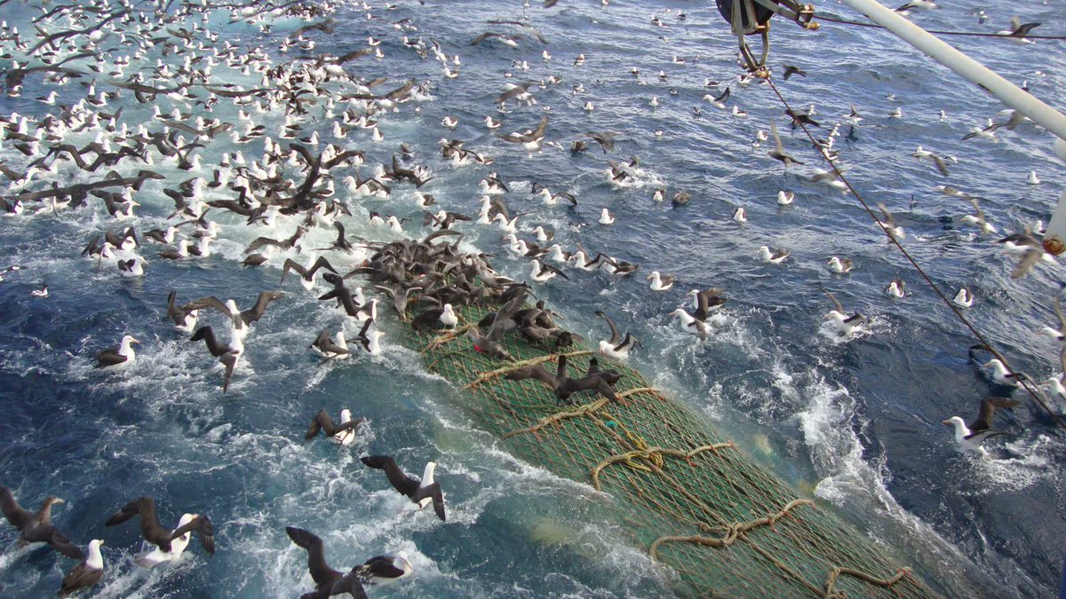 Scilly Pelagics on Twitter "RT AlbyTaskForce Seabird bycatch in