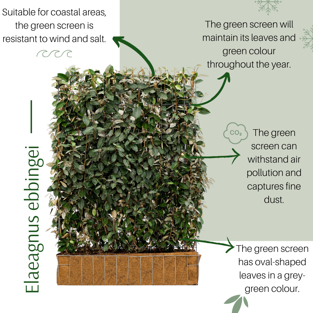 Mobilane has added a new species of Green Screen to its range, the Elaeagnus ebbingei. A great strength of this olive willow is that it is wind and salt-resistant. This makes the Green Screen ideal for coastal areas. 💚🌊
#sustainability  #elaeagnusebbingei  #gardendesign