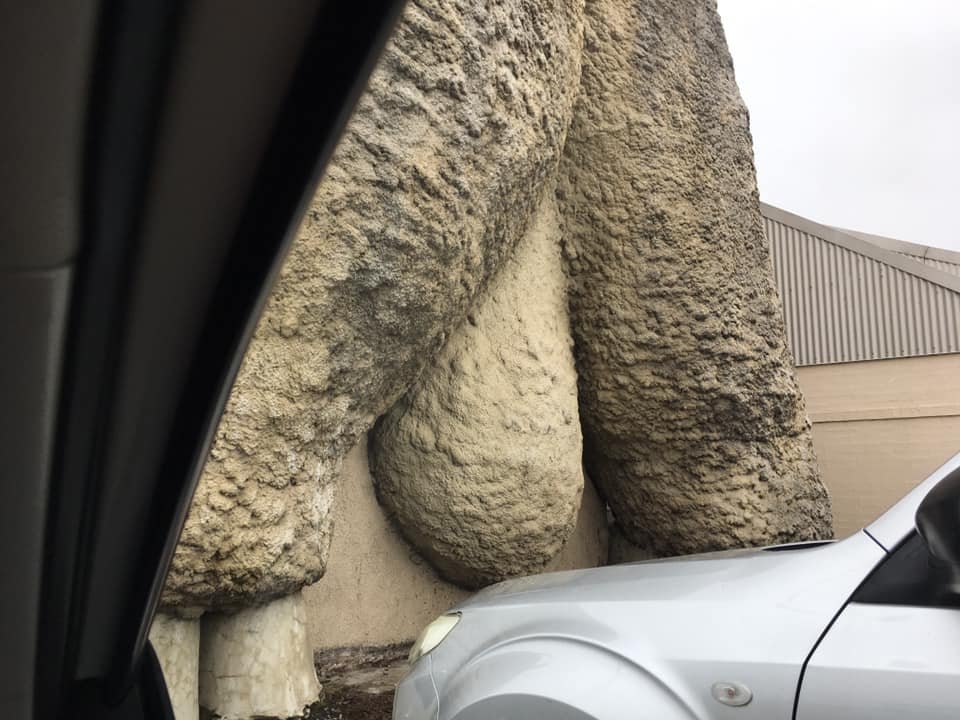 ParrotOfTheDay's tweet photo. Travel tip: When visiting the Big Merino on the outskirts of the NSW city of Goulburn, approach from the front of the giant ram and you may be lucky (as we were) to meet some red-rumped parrots foraging (L). The rear approach (R) is less attractive. #ownpics https://t.co/BmKAqQfOZg