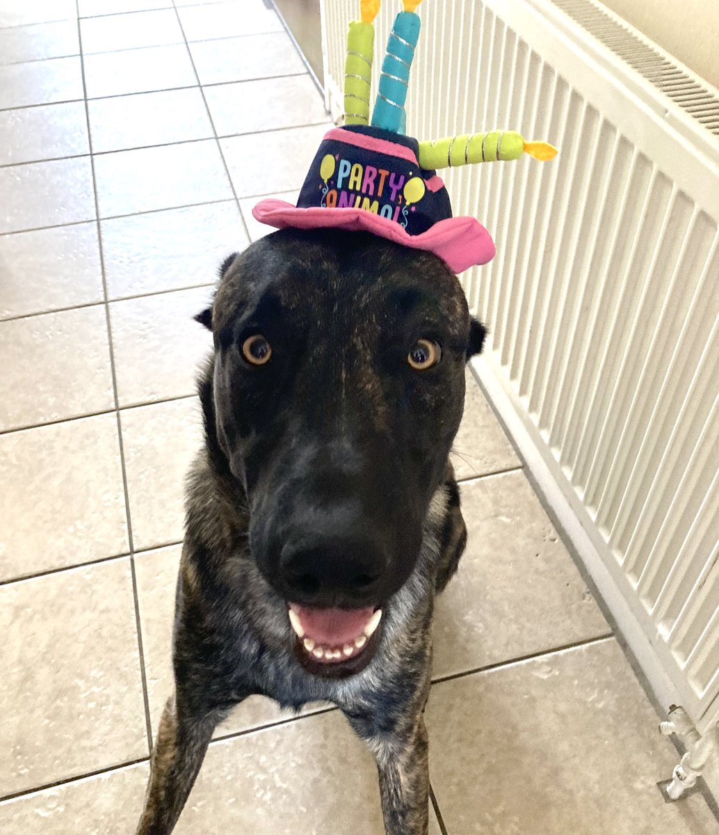 It’s my birthday! 🥳 #1today 🎉 🐶 

#1yearold #onetoday #dog #dogsoftwitter #DogsOnTwitter #dogsarefamily #HappyBirthday #birthday #birthdayboy #birthdaydog #pup #puppy #love #family #mali #Malinois #DutchShepherd