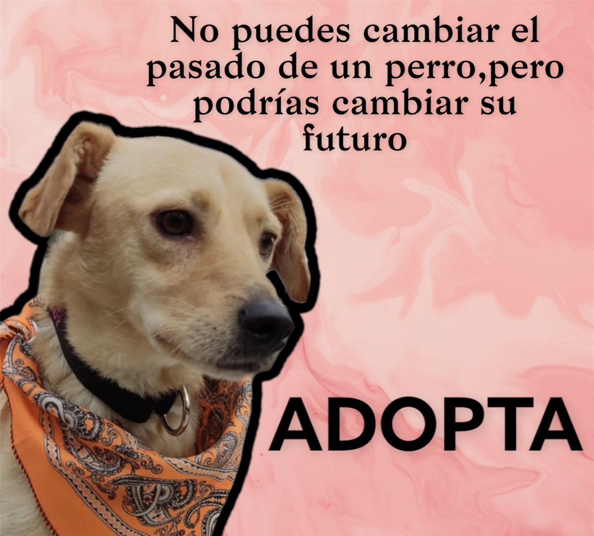 Bingo sigue en adopción 🐾🐶
📍Ciudad de México 🇲🇽