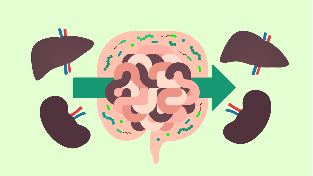 De darmflora v patiënten die nier- of levertransplantatie hebben ondergaan, is minder divers. Dit heeft negatieve invloed op hun gezondheid. Studie biedt aanknopingspunten voor ontwikkelen v mogelijke behandelingen die hun darmflora beschermen.
Meer info: bit.ly/3CNhJ82